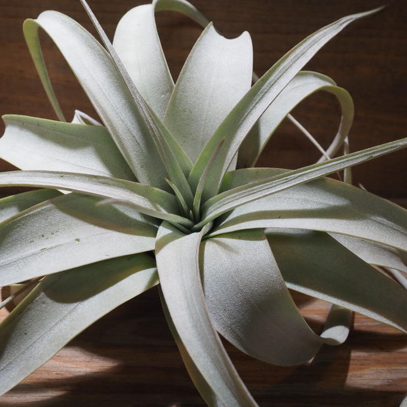 チランジア キセログラフィカ Mini T Xerographica Xx01 De