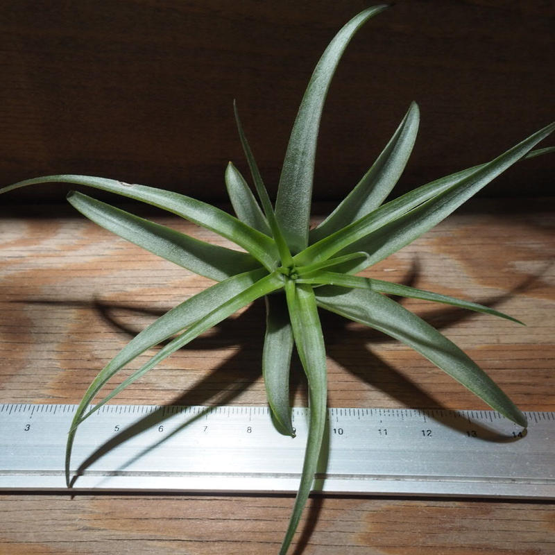 チランジア ブラキカウロス グリーン M T Brachycaulos Green