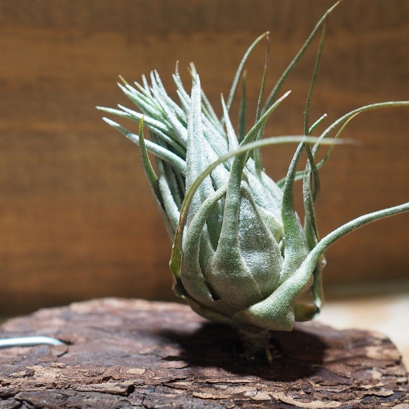 チランジア カウツキー (カウツキー氏由来の天然クローン)