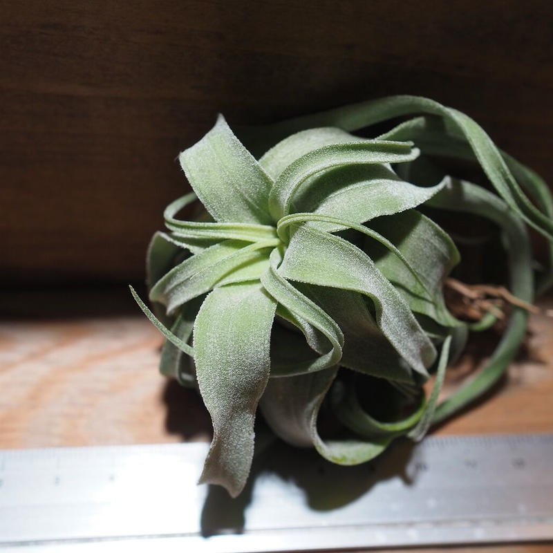 チランジア ストレプトフィラ M T Streptophylla タイ農場 A0