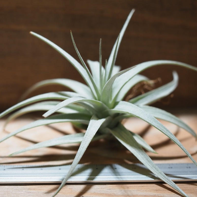 チランジア ストリクタ エンジェルホワイト T Stricta Angel White