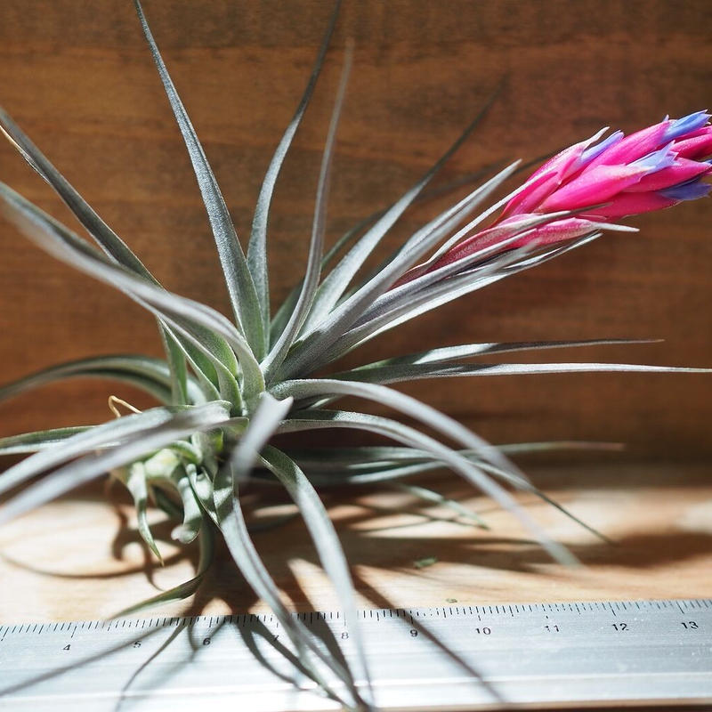 チランジア アエラントス ザ パープル T Aeranthos The Purple