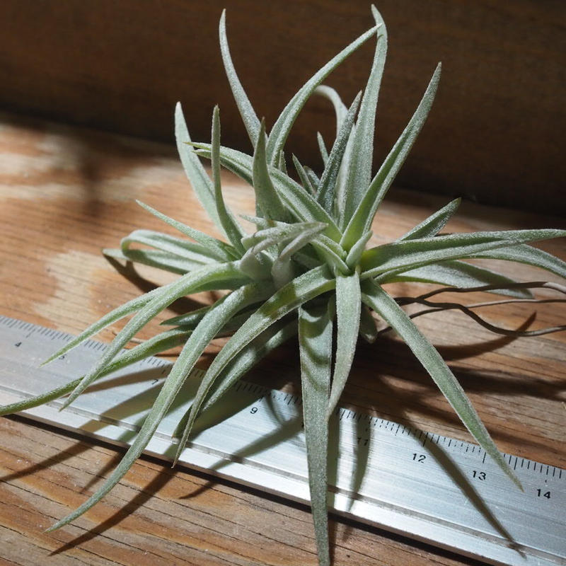 チランジア ハリシー Cl T Harrisii Cd01 Feb05 常葉植物