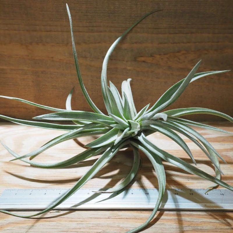 チランジア アエラントス ロイヤルフラッシュ T Aeranthos Royal Fl