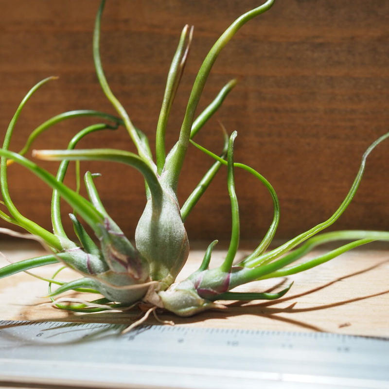 チランジア ブルボーサ Cl T Bulbosa A01 May17 常葉植物園