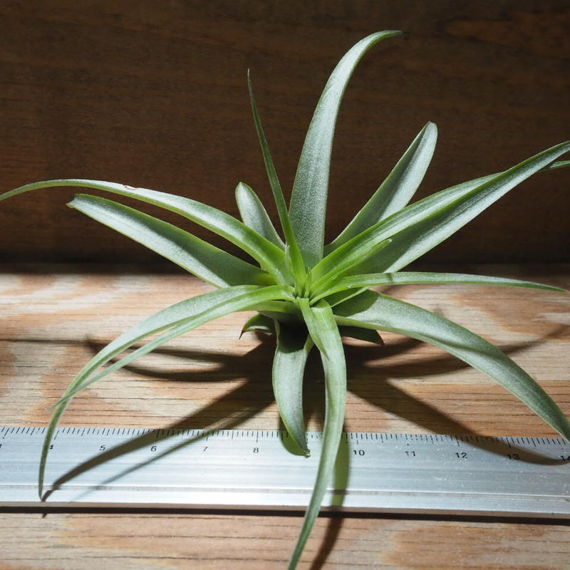チランジア ブラキカウロス グリーン M T Brachycaulos Green
