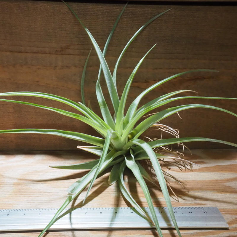 チランジア ブラキカウロス グリーン L T Brachycaulos Green