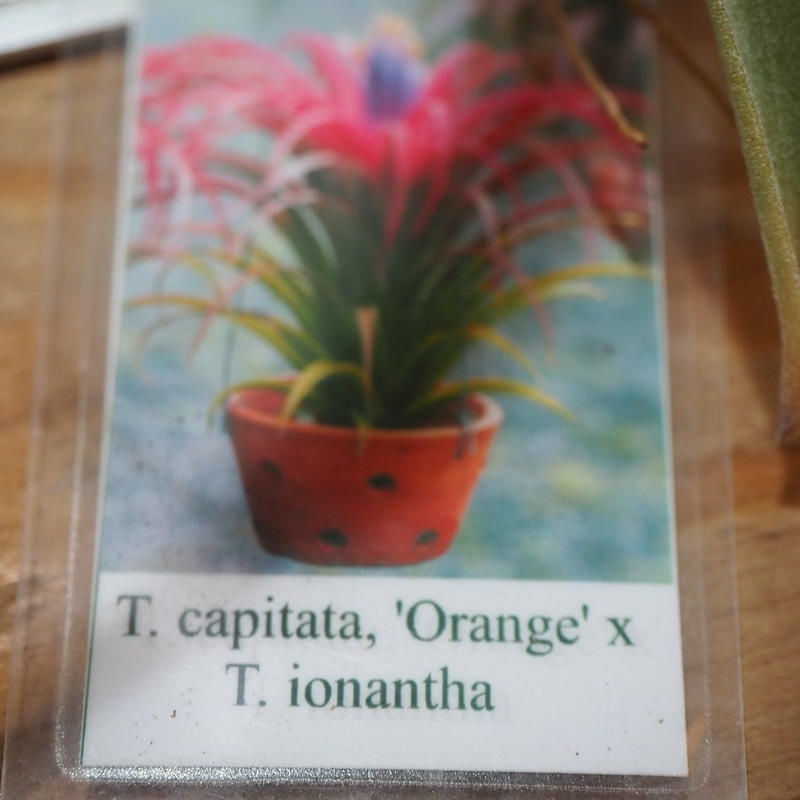 チランジア カピタータ オレンジ イオナンタ T Capitata Orange