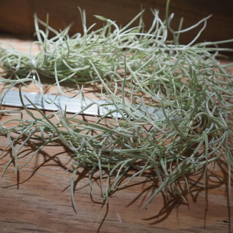 チランジア ウスネオイデス 太葉 T Usneoides A01 Jun22 01