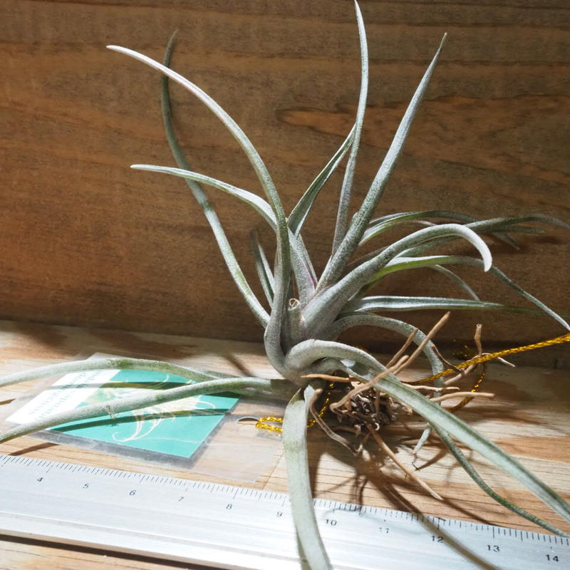 チランジア カピタータ ドミンゲンシス T Capitata Var Domingen