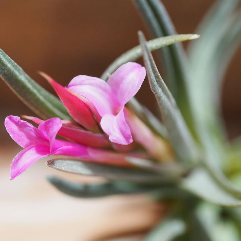 チランジア アルゲンチナ T Argentina A01 Sep01 常葉植物園