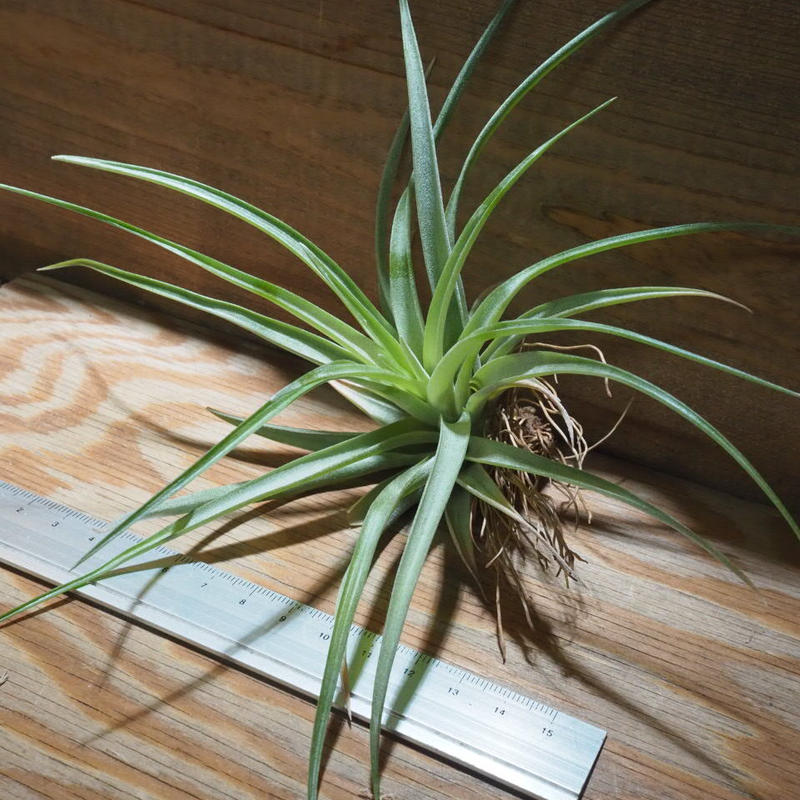 チランジア ブラキカウロス グリーン L T Brachycaulos Green