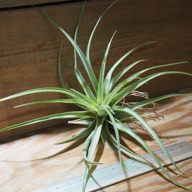 チランジア ブラキカウロス グリーン L T Brachycaulos Green