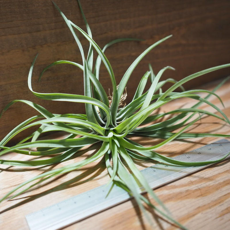 チランジア ベルティナ T Velutina A01 May12 常葉植物園 T