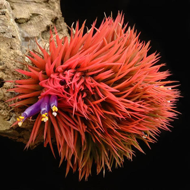 チランジア イオナンタ モンストローズ T Ionantha Monstrose