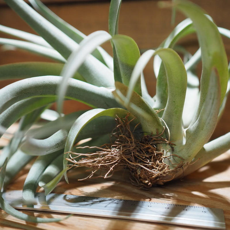 チランジア カピタータ イエロー T Capitata Yellow A01 A