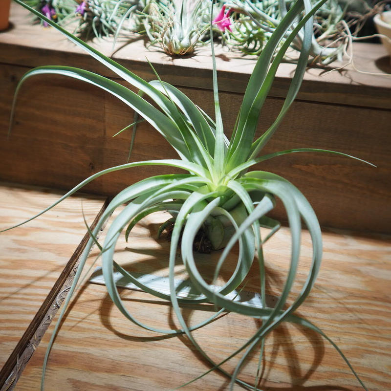 チランジア キセログラフィカ カピタータ T Xerographica T Ca