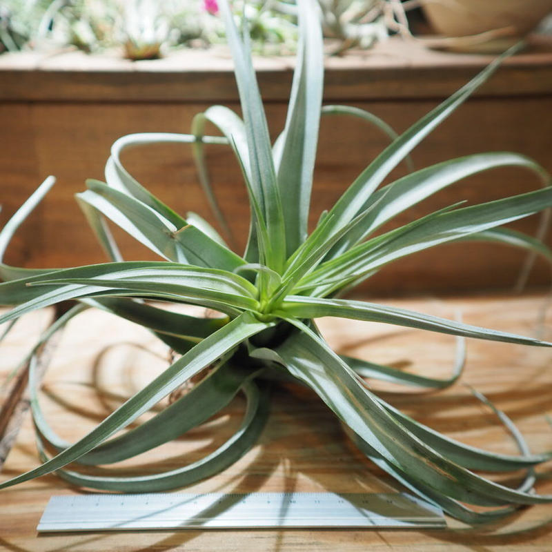 チランジア キセログラフィカ コンコロール T Xerographica T C