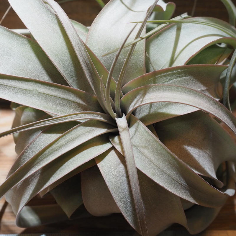 チランジア キセログラフィカ ロングリーフ M T Xerographica Xx0