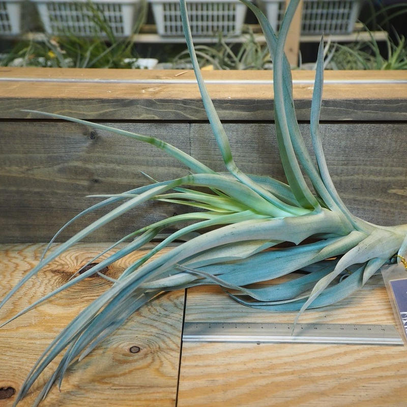 チランジア ロドセファラ T Rhodocephala A02 Dec11 常葉