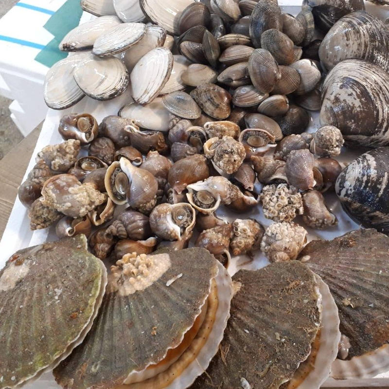 超お得 カネシメ食品 通販 目利きのプロ厳選 北海道の貝詰め合わせセット 送料無料