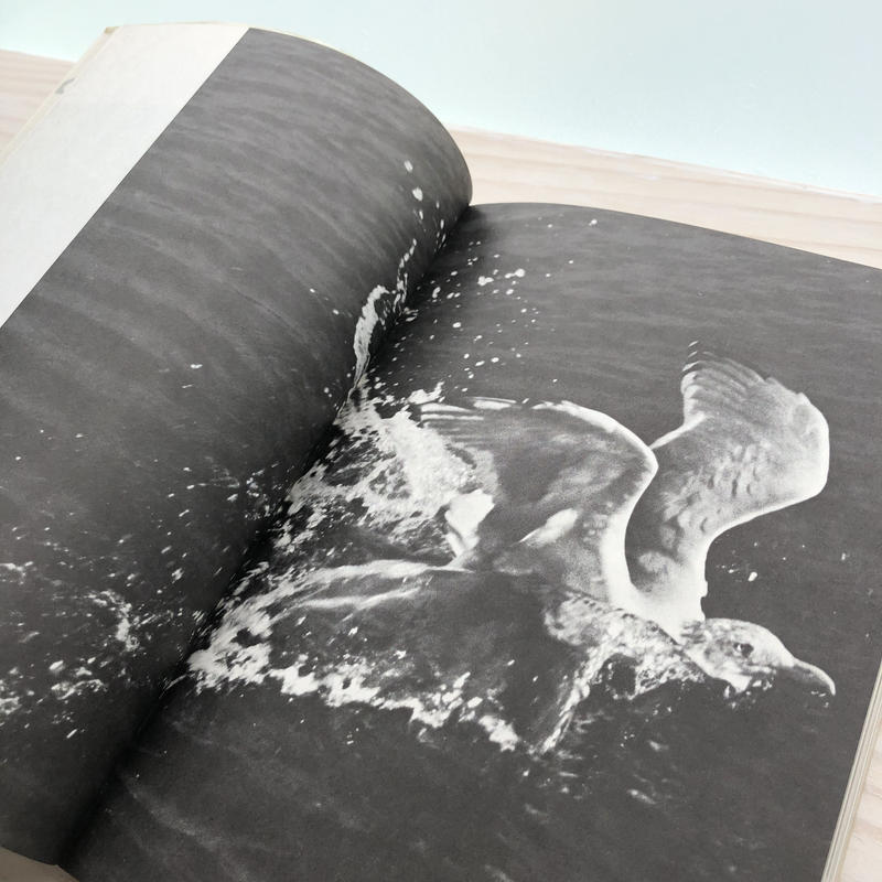 Jonathan Livingston Seagull カモメのジョナサン 本の轍 S