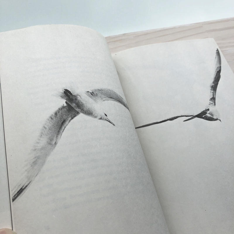 Jonathan Livingston Seagull カモメのジョナサン 本の轍 S