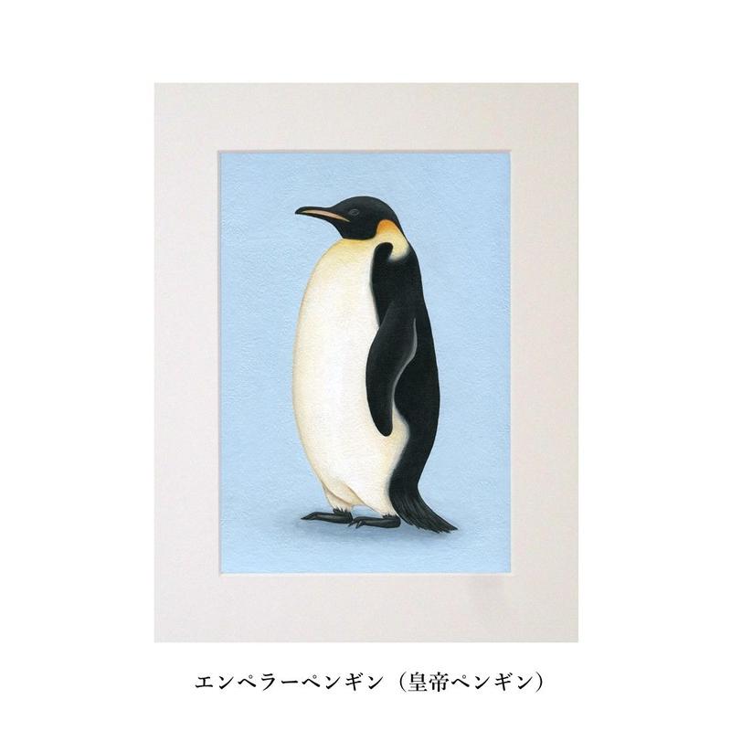 ペンギン原画３種類 マット付き 画家 浅羽容子 心しか泊まれないホテルの想い出