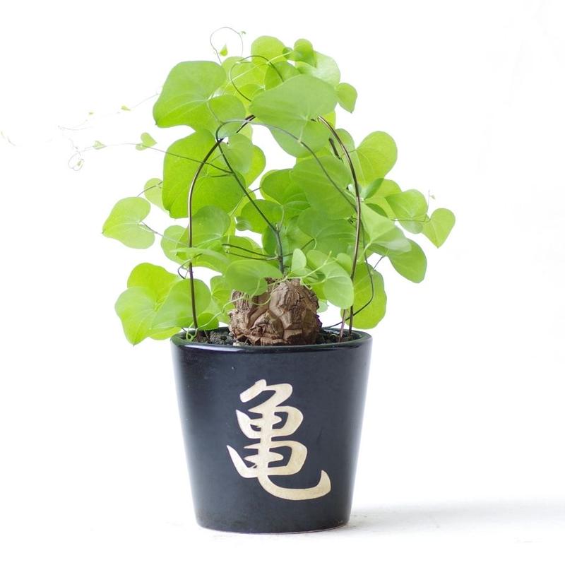 ディオスコレア エレファンティペス 亀甲竜 Dioscorea Elephantipes ディオスコレア エレファンティペス 亀甲竜 Dioscorea Elephantipes