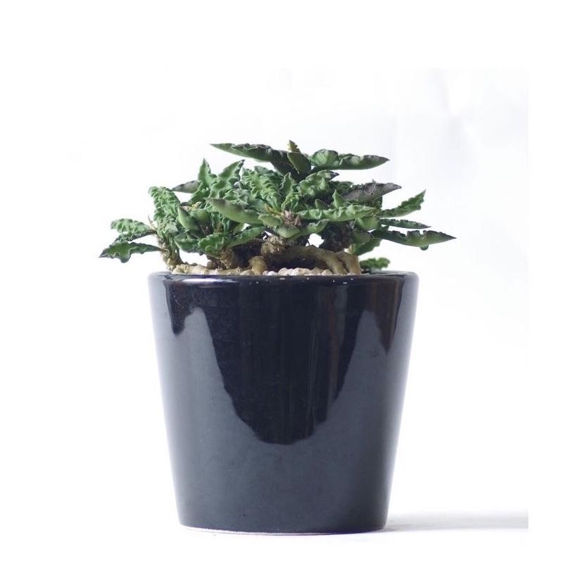 ユーフォルビア デカリーちび花キリン Euphorbia Decaryi Inoka Kreha