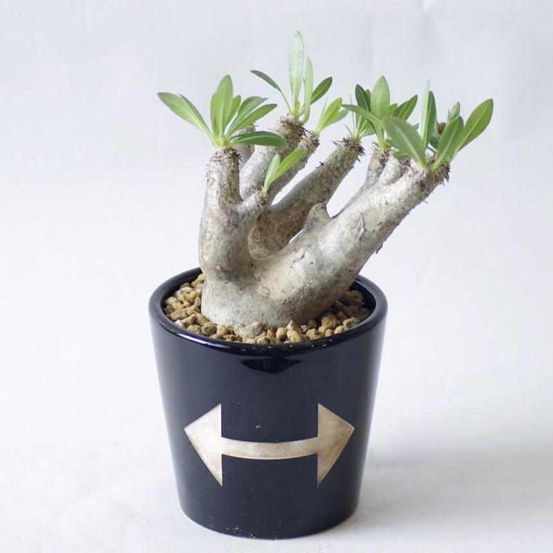 パキポディウム エニグマティク pachypodium enigmaticum 発根済