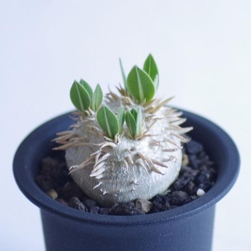 パキポディウム デンシカウレ 恵比寿大黒 Pachypodium densicaule | i パキポディウム デンシカウレ 恵比寿大黒 Pachypodium densicaule | i