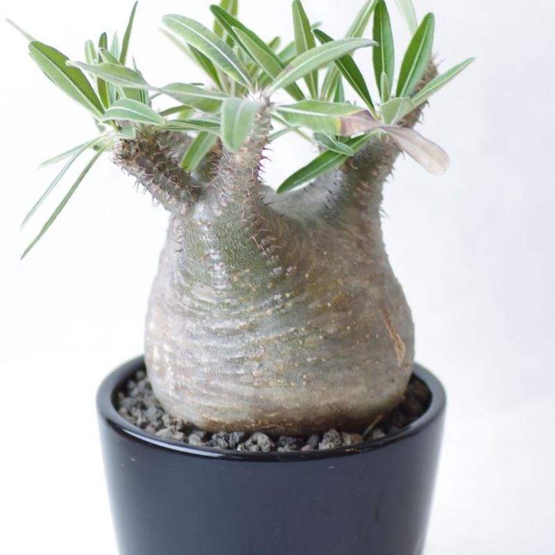 パキポディウム グラキリス Pachypodium rosulatum var.gracili...