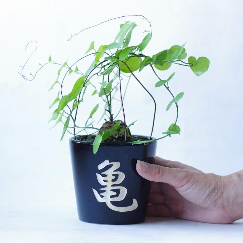 ディオスコレア エレファンティペス 亀甲竜 Dioscorea Elephantipes