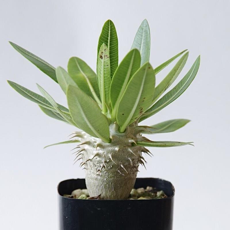 ル071 現地 パキポディウム デンシフローラム 大 6 2最新到着 Pachypodium Densiflorum 塊根植物 マダガスカル Ferprodukt Rs