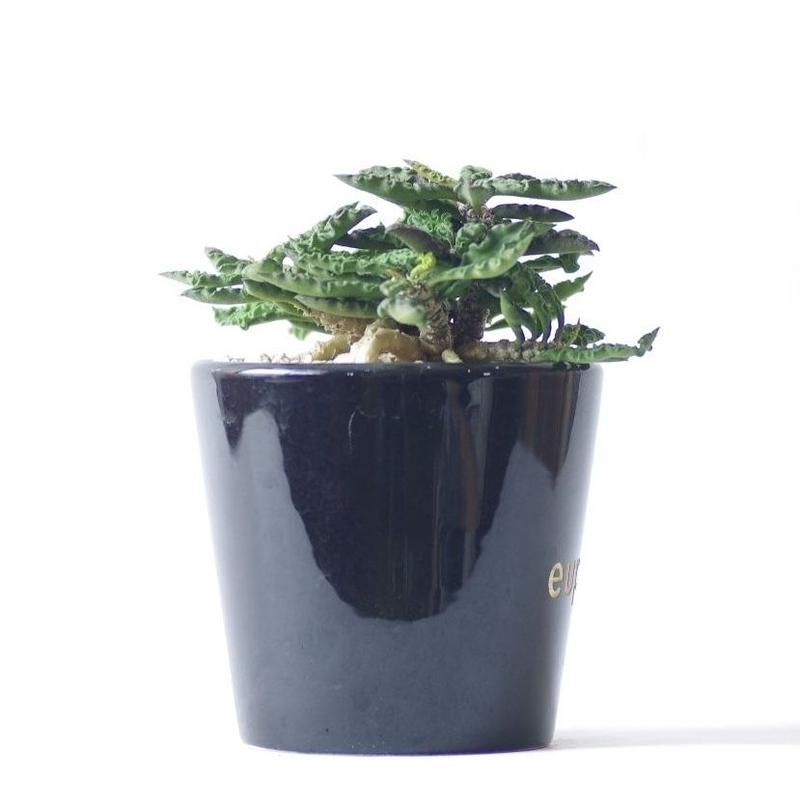 ユーフォルビア デカリーちび花キリン Euphorbia Decaryi Inoka Kreha