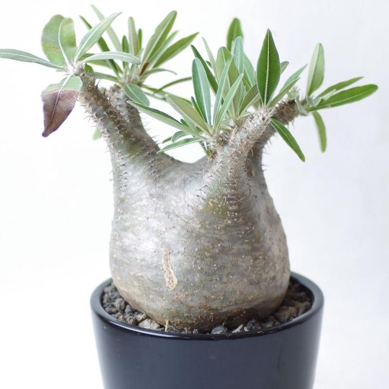パキポディウム グラキリス Pachypodium rosulatum var.gracili...