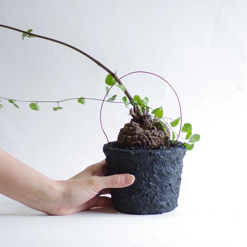 ディオスコレア エレファンティペス 亀甲竜 Dioscorea Elephantipes