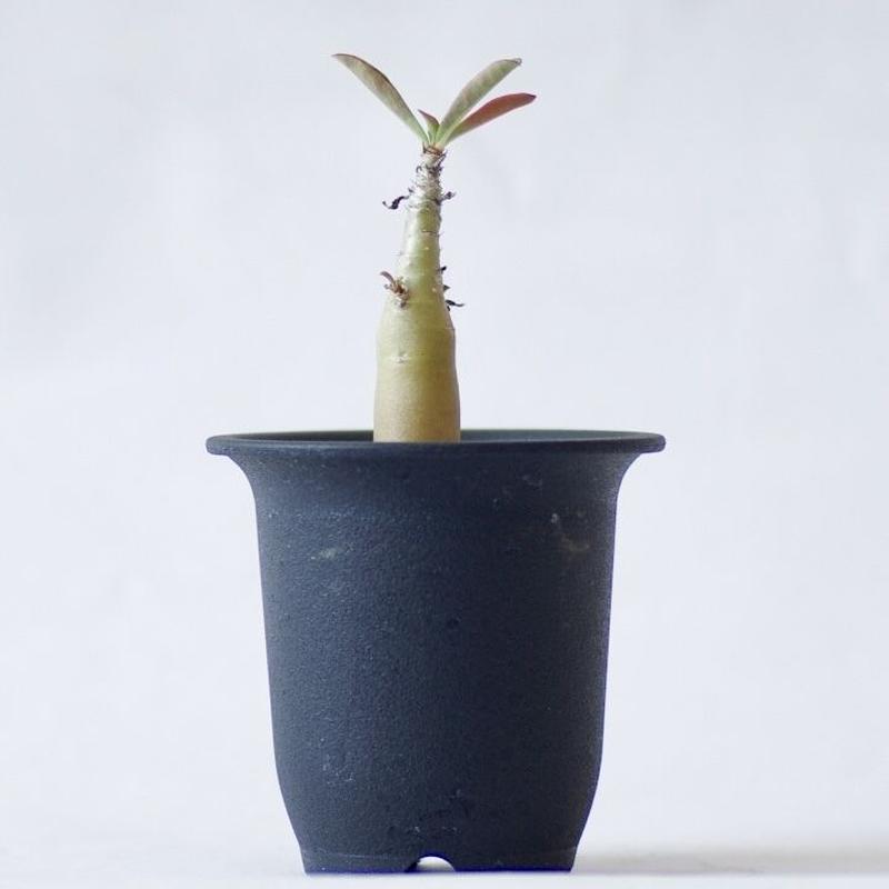 アデニウム ソマレンセ Adenium Somalense Inoka Kreha