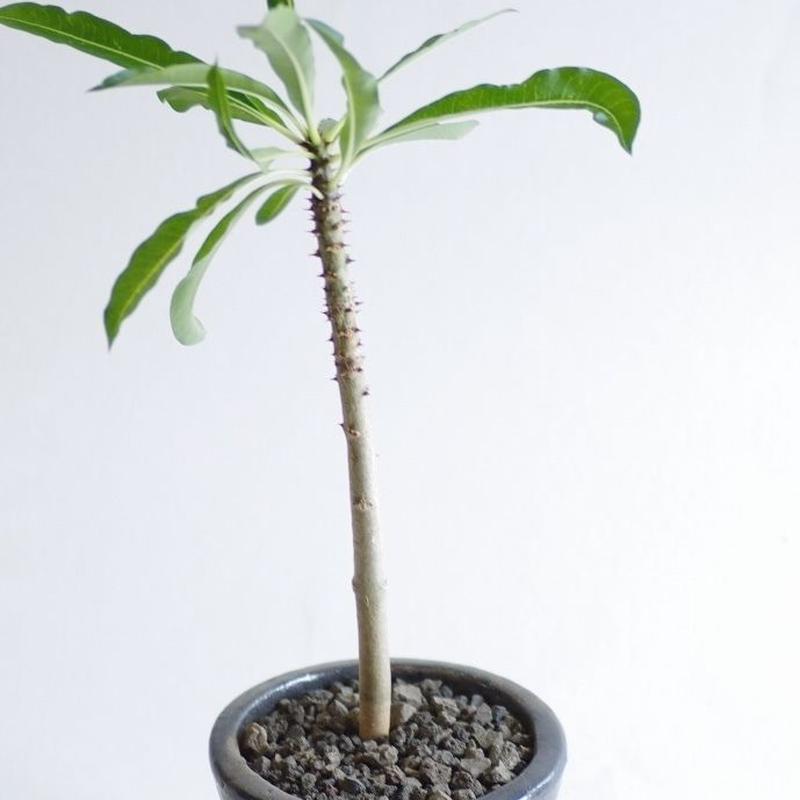 パキポディウム ルーテンベルギアナム Pachypodium rutenbergianum |... パキポディウム ルーテンベルギアナム Pachypodium rutenbergianum |...