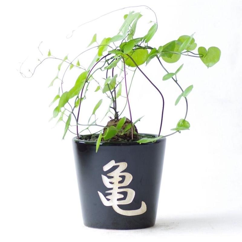 ディオスコレア エレファンティペス 亀甲竜 Dioscorea Elephantipes ディオスコレア エレファンティペス 亀甲竜 Dioscorea Elephantipes