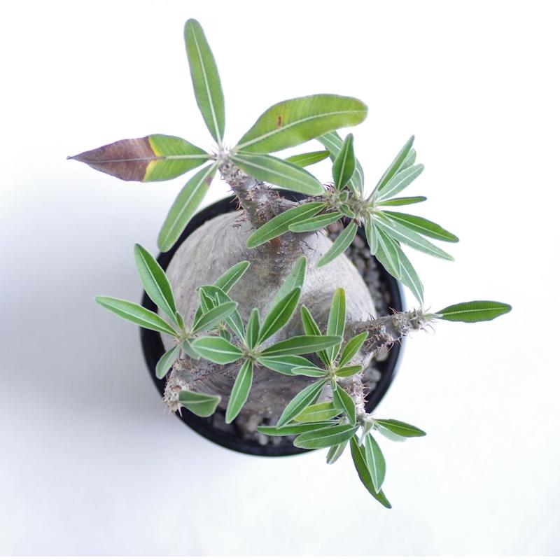パキポディウム グラキリス Pachypodium rosulatum var.gracili...