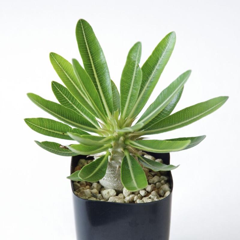 パキポディウム デンシフローラム Pachypodium Densiflorum Inok