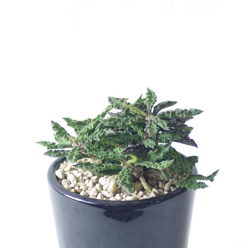 ユーフォルビア デカリーちび花キリン Euphorbia Decaryi Inoka Kreha