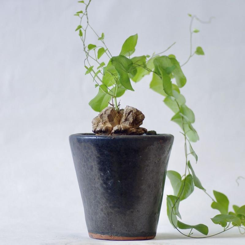 ディオスコレア エレファンティペス 亀甲竜 Dioscorea Elephantipes