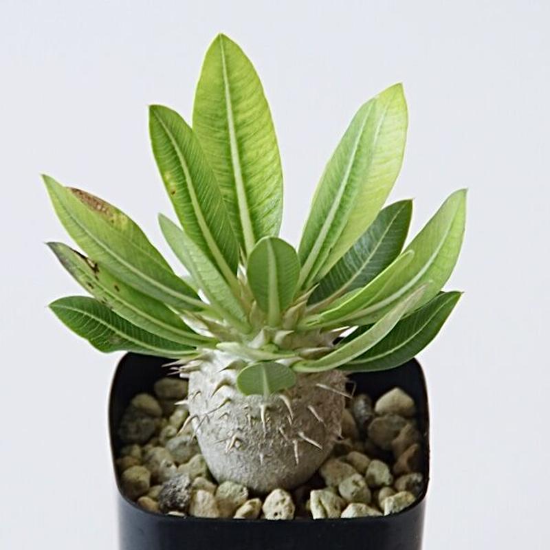 パキポディウム デンシフローラム Pachypodium Densiflorum Inok
