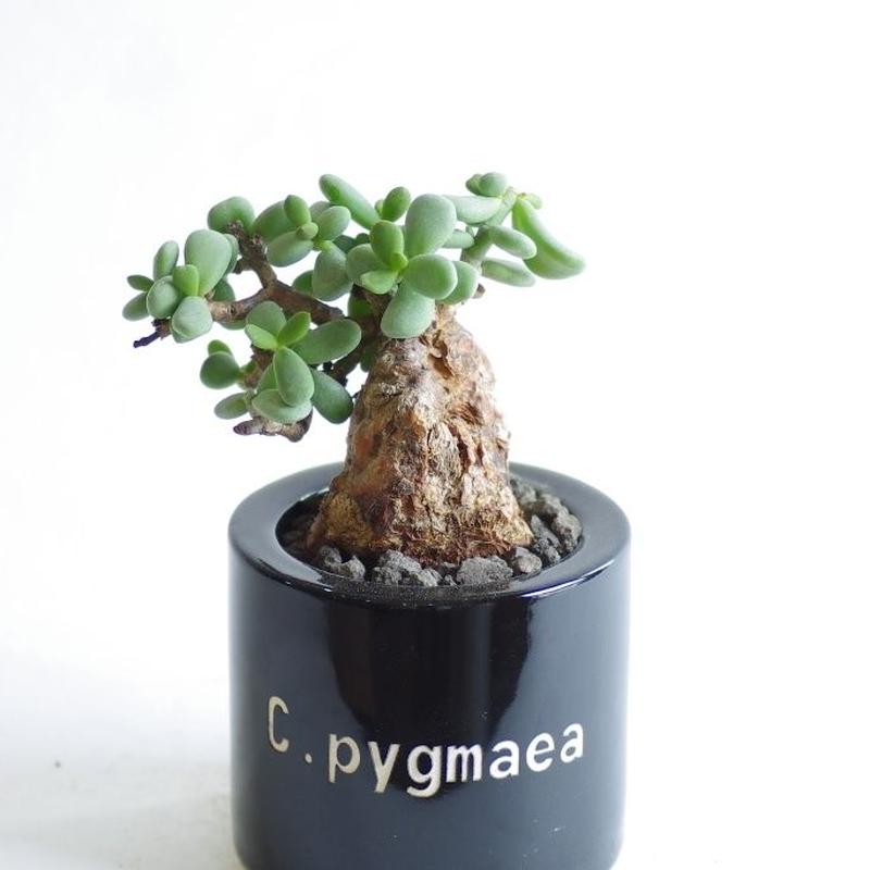新着 モ033「現地」ケラリア ピグマエア 中【最新到着・抜き苗・塊根植物・Ceraria pygmaea】 その他 ケラリア ピグマエア Ceraria pygmaea | inoka+kreha
