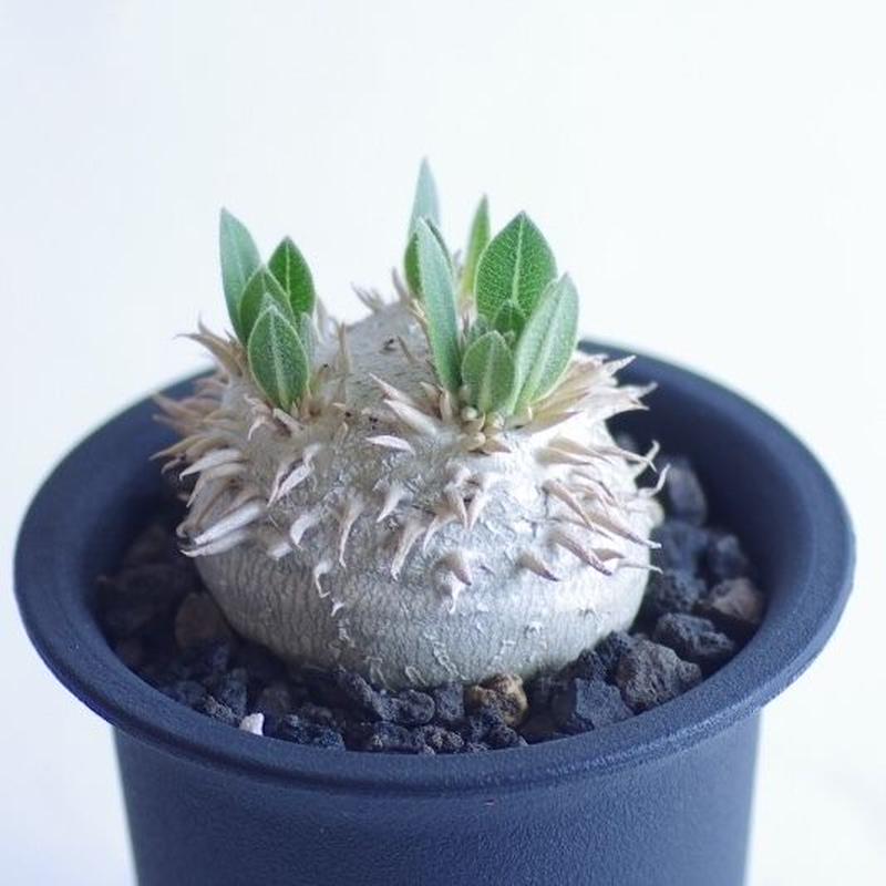 パキポディウム デンシカウレ 恵比寿大黒 Pachypodium densicaule | i パキポディウム デンシカウレ 恵比寿大黒 Pachypodium densicaule | i