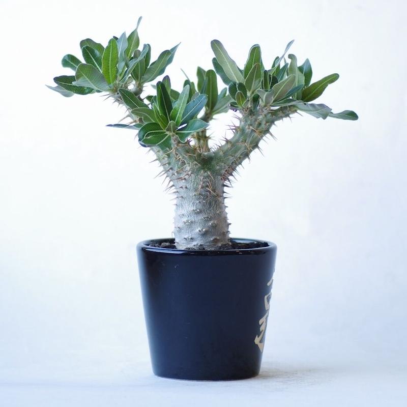 パキポディウム グラキリス Pachypodium Rosulatum Var Gracili