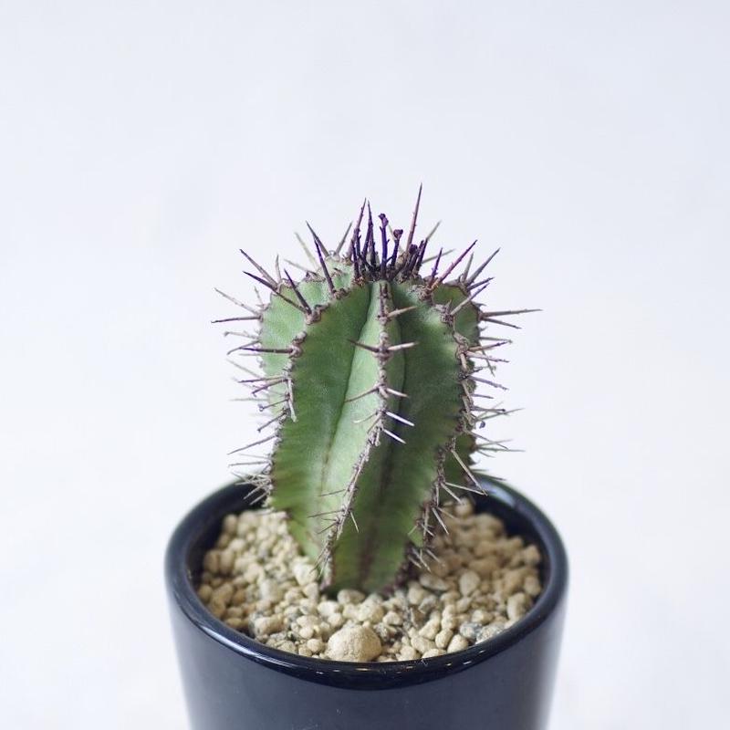 ユーフォルビア ポリゴナ Euphorbia Polygona Inoka Kreha